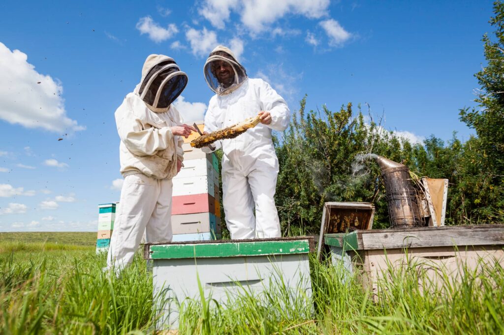 Tout savoir sur la formation d'apiculteur